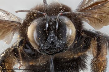 Media type: image;   Entomology 810856 Aspect: head frontal view